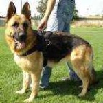 image of german_shepherd
