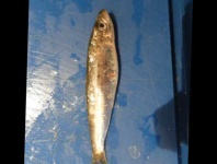 image of fish