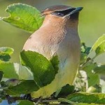 image of bird