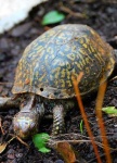 image of box_turtle