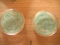 image of petri_dish