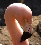 image of flamingo