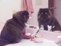 image of persian_cat