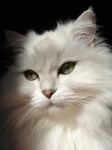 image of persian_cat