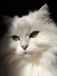 image of persian_cat #11