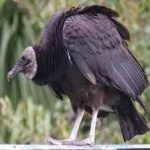 image of bird
