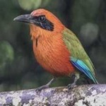 image of bird