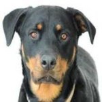 image of animal