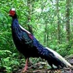 image of bird