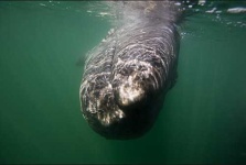 image of grey_whale