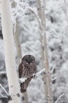image of great_grey_owl