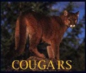 image of cougar_body