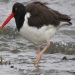 image of bird