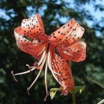 image of flower