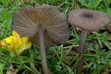 image of mushrooms