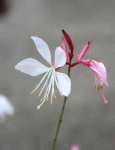 image of flower