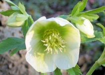 image of lenten_rose #2