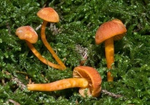 image of mushrooms