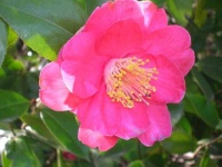 image of flower