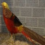 image of pheasant #3