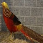 image of bird