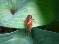 image of cicada