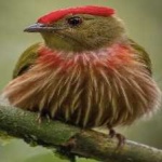 image of bird