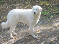 image of kuvasz