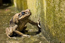 image of bullfrog