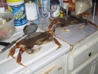 image of king_crab #17