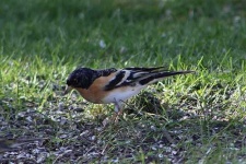 image of brambling