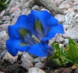 image of flower