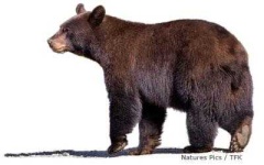 image of animal