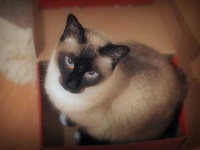 image of siamese #31