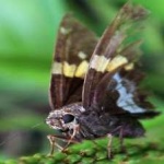 image of animal