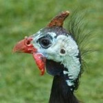 image of bird