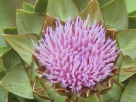 image of artichoke_flower #31