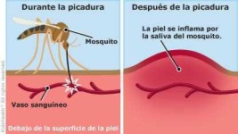 image of mosquito
