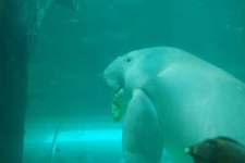 image of dugong