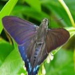 image of animal