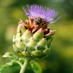 image of artichoke