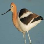 image of bird