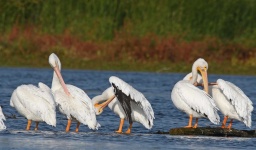 image of animal