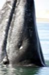 image of grey_whale