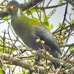 image of bird