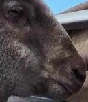 image of animal