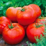 image of tomato #27