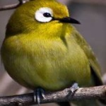 image of bird