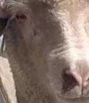 image of animal