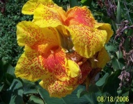 image of flower